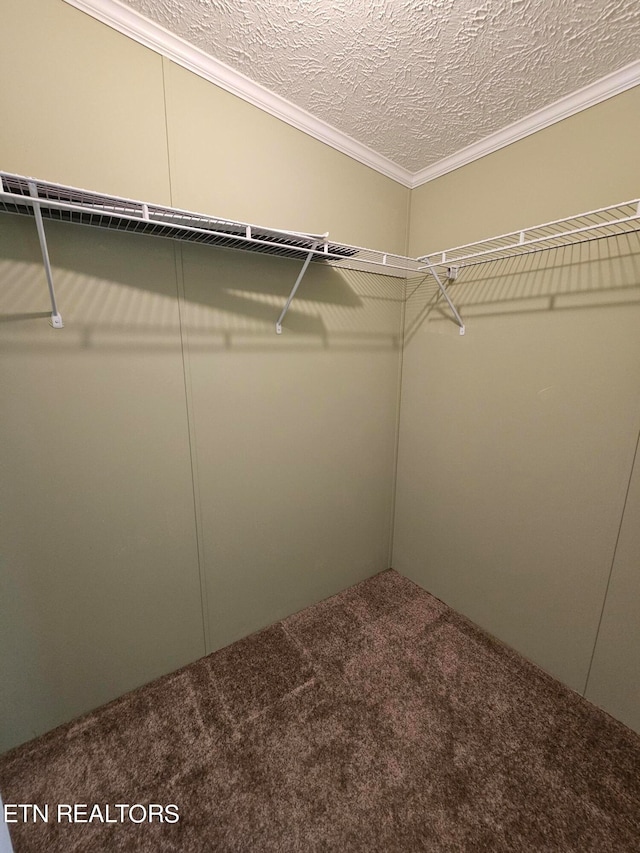 spacious closet featuring carpet