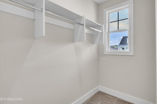 spacious closet featuring carpet flooring