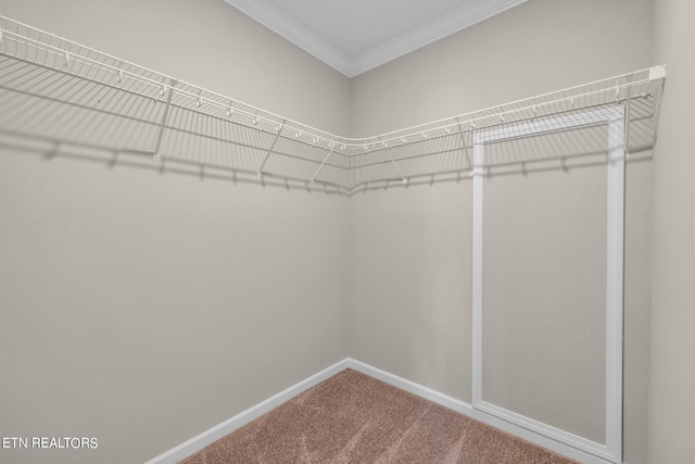 walk in closet with carpet flooring