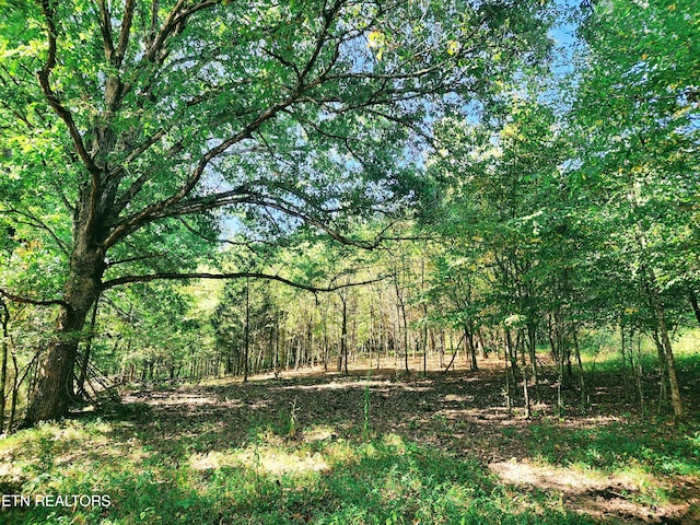 view of local wilderness