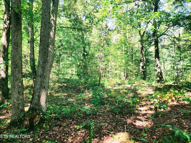 view of local wilderness