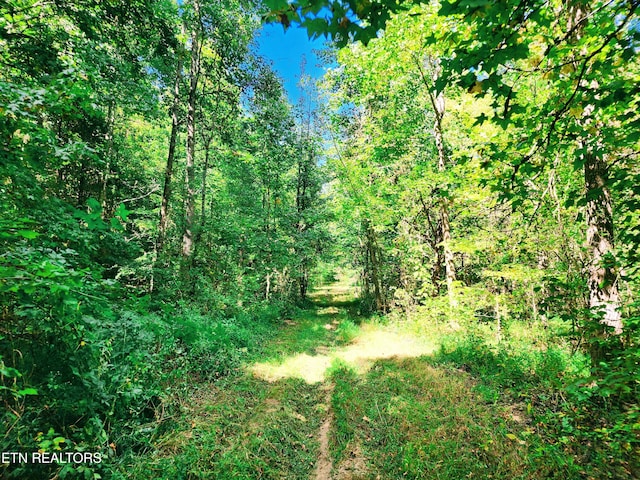 view of local wilderness