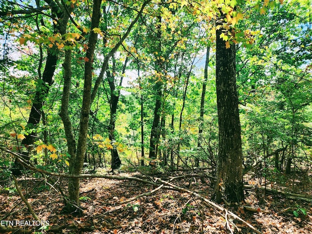 view of local wilderness