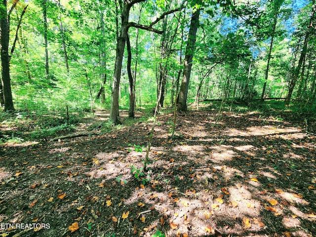 view of local wilderness