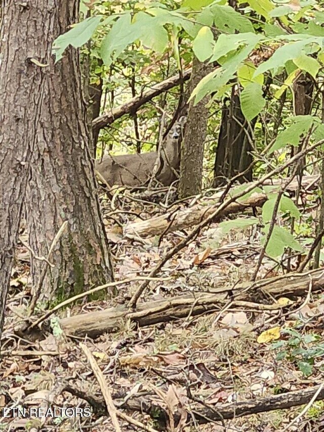 Deer Chase Trl, Dandridge, TN 37725 - photo 6