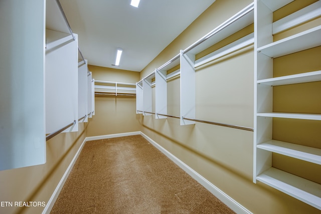 walk in closet with carpet flooring