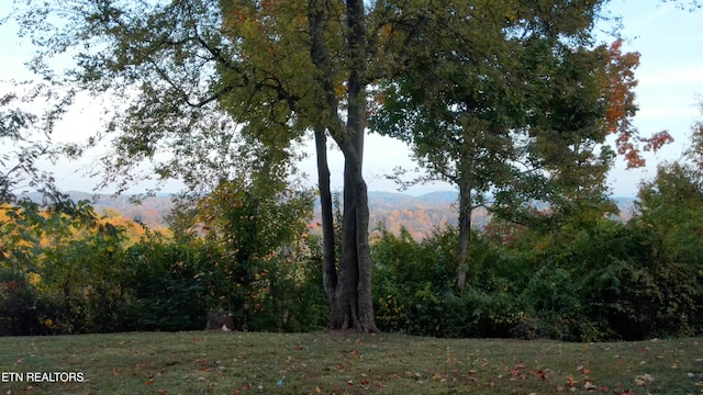 view of local wilderness