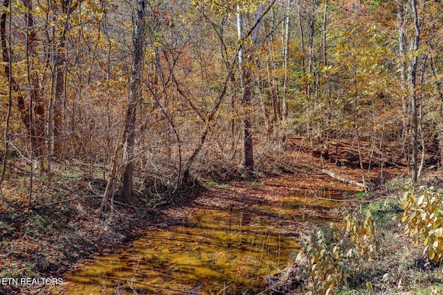 view of local wilderness