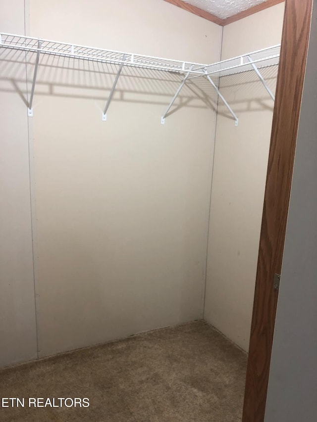 walk in closet featuring carpet flooring