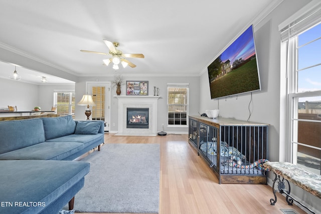 living room featuring ornamental molding, a wealth of natural light, wood-type flooring, and ceiling fan