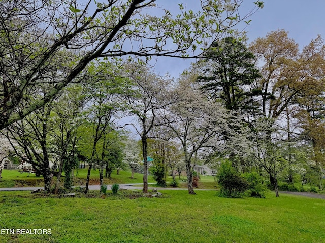 view of home's community featuring a yard