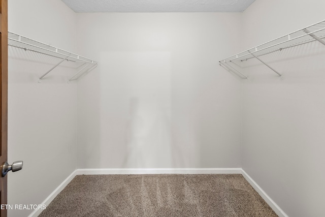 spacious closet featuring carpet