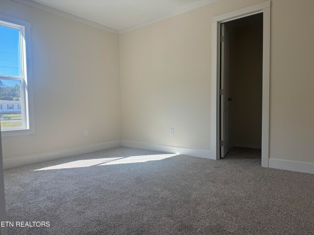 empty room featuring carpet floors and crown molding