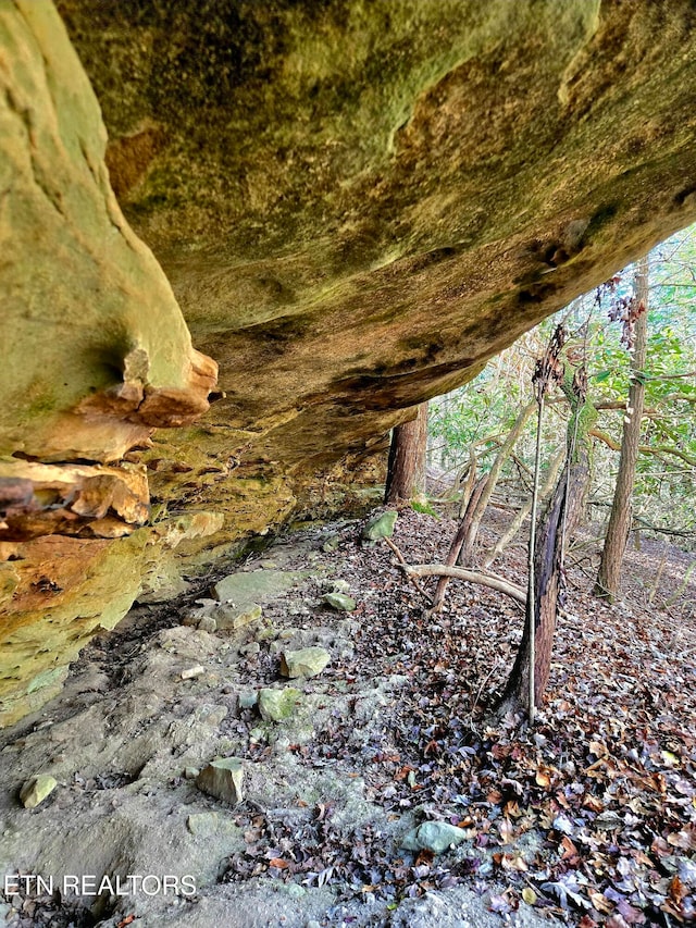 view of local wilderness