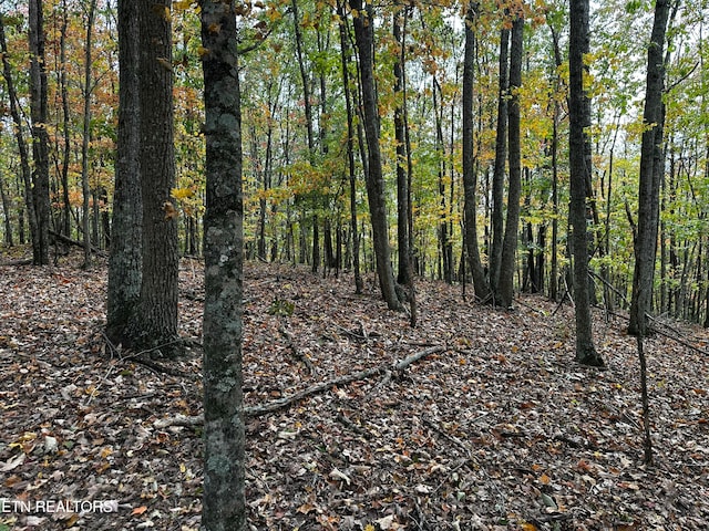 view of local wilderness