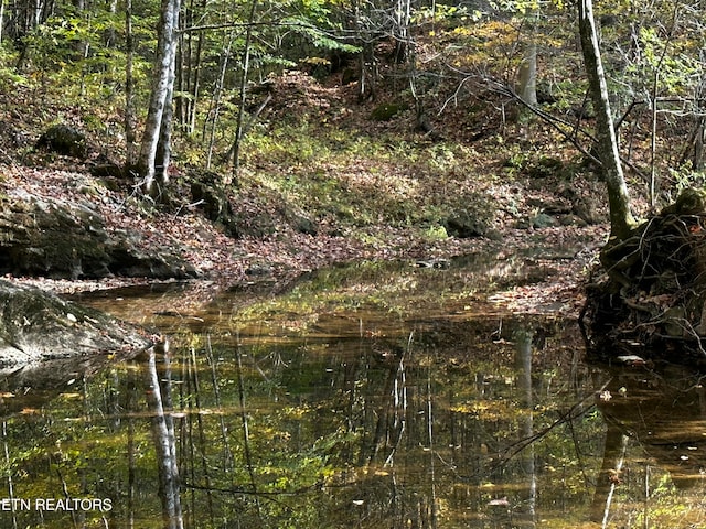 view of local wilderness