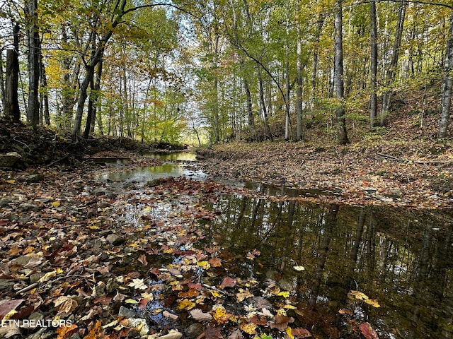 view of local wilderness