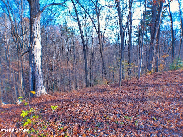 view of local wilderness