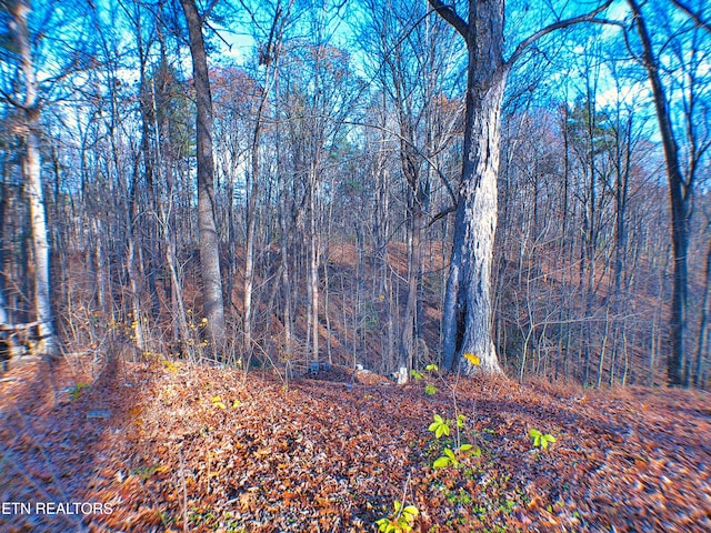 view of local wilderness