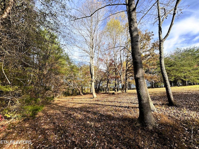 view of local wilderness