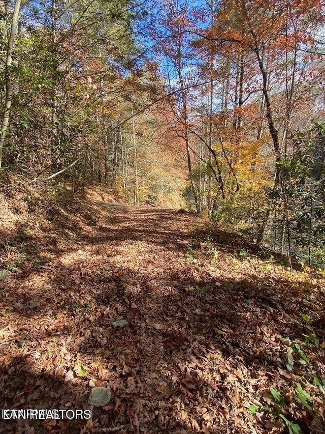 view of local wilderness