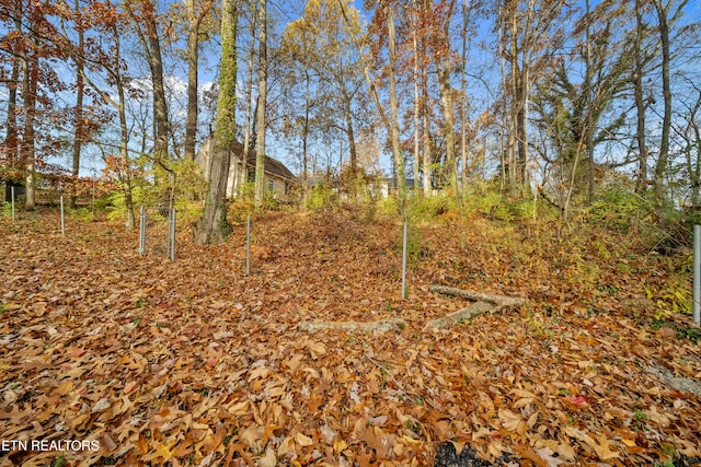 view of local wilderness