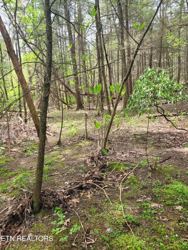 view of local wilderness