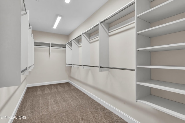 spacious closet featuring carpet