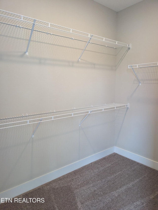 walk in closet featuring carpet floors