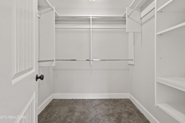 walk in closet featuring carpet flooring