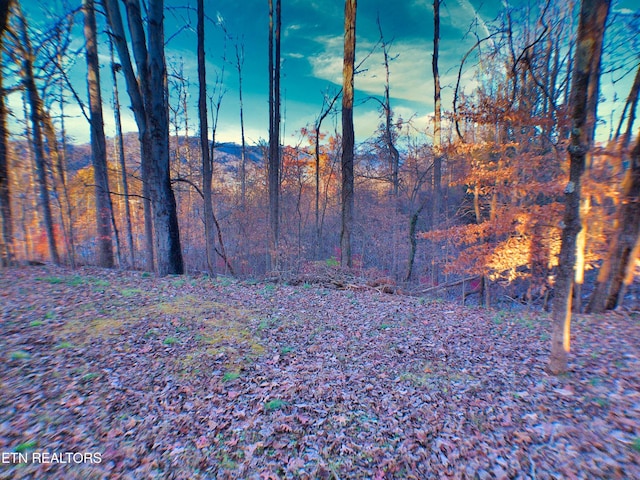 view of local wilderness with a mountain view