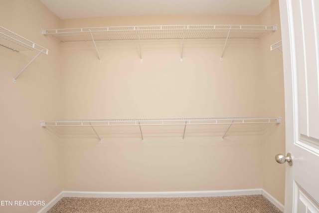 walk in closet with carpet floors