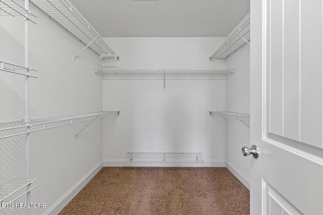 walk in closet with carpet flooring