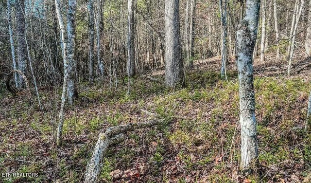 Nashville Ave, Deer Lodge, TN 37726 - photo 13