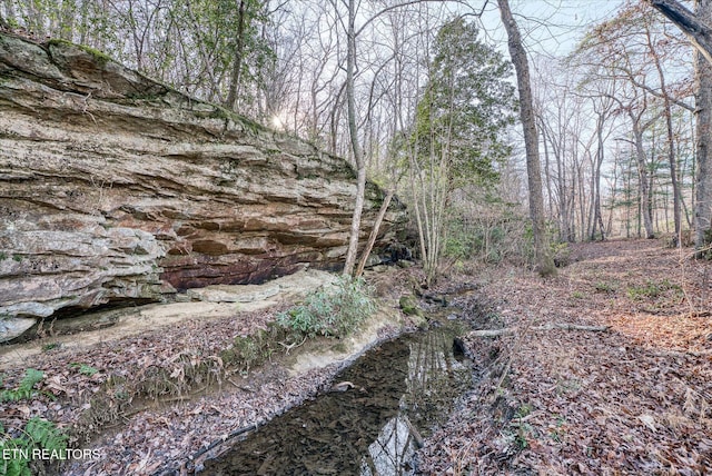 view of local wilderness