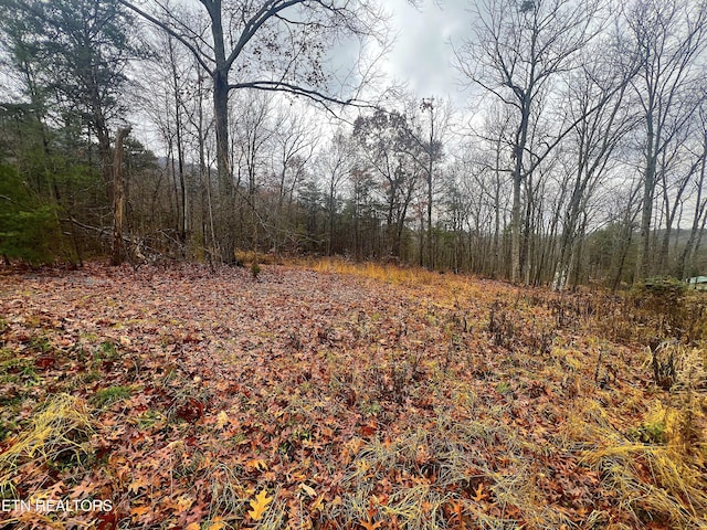 view of local wilderness