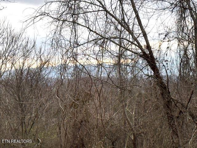 view of local wilderness