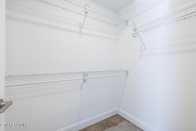 spacious closet featuring carpet flooring