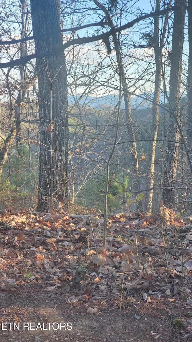 view of local wilderness