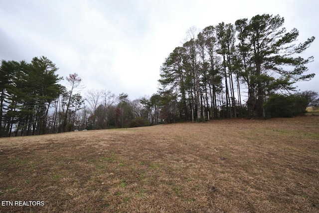 view of local wilderness