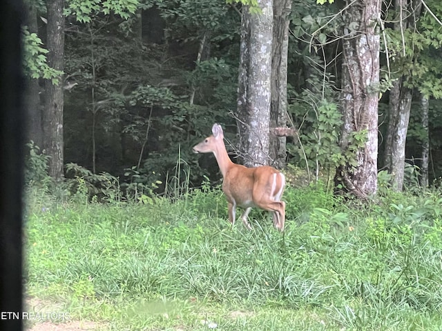 view of local wilderness