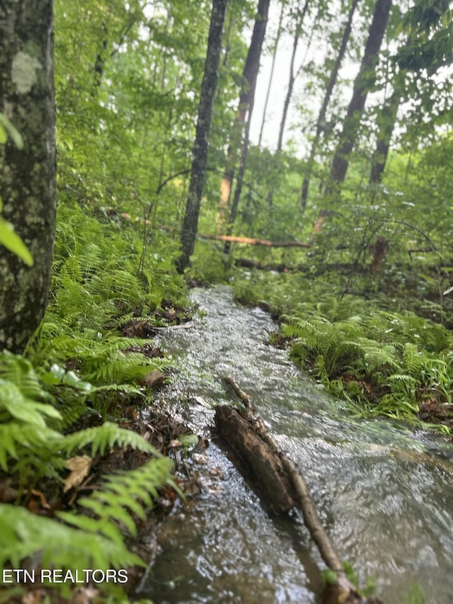 view of local wilderness