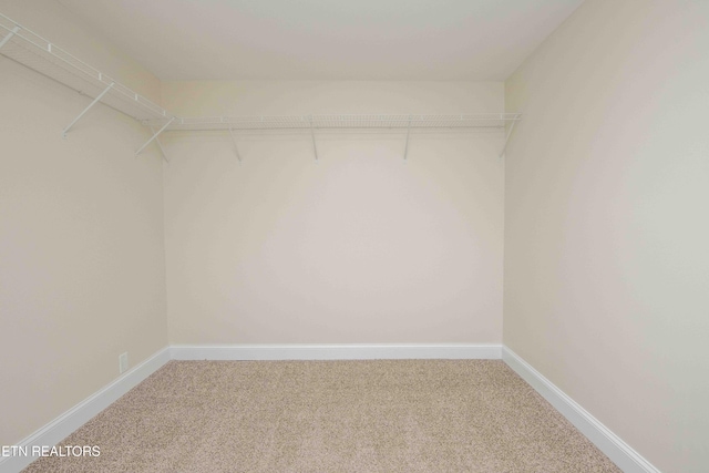 walk in closet with carpet flooring