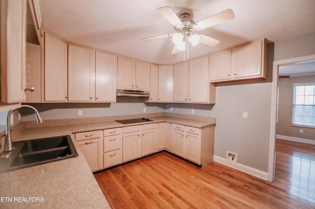 kitchen featuring ceiling fan, sink, light hardwood / wood-style flooring, and black electric cooktop