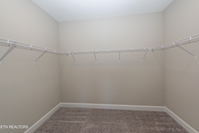 walk in closet with carpet flooring