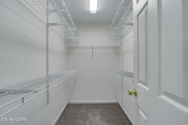 walk in closet featuring carpet floors