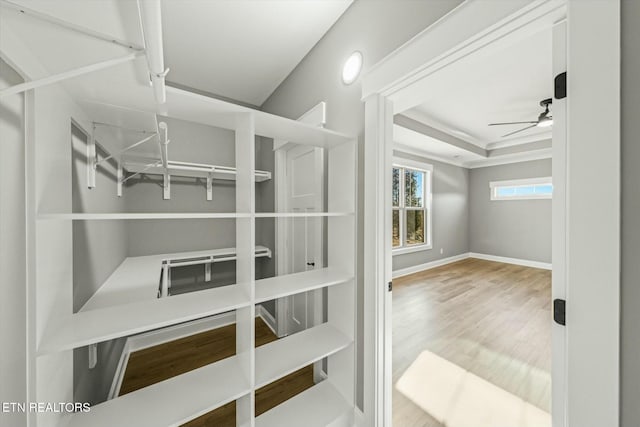 spacious closet featuring a tray ceiling, wood-type flooring, and ceiling fan