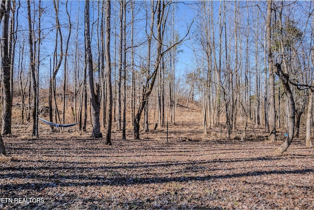 view of local wilderness