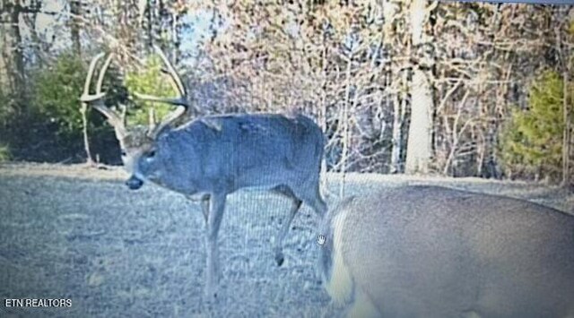 Melea Ln, Kingston, TN 37763