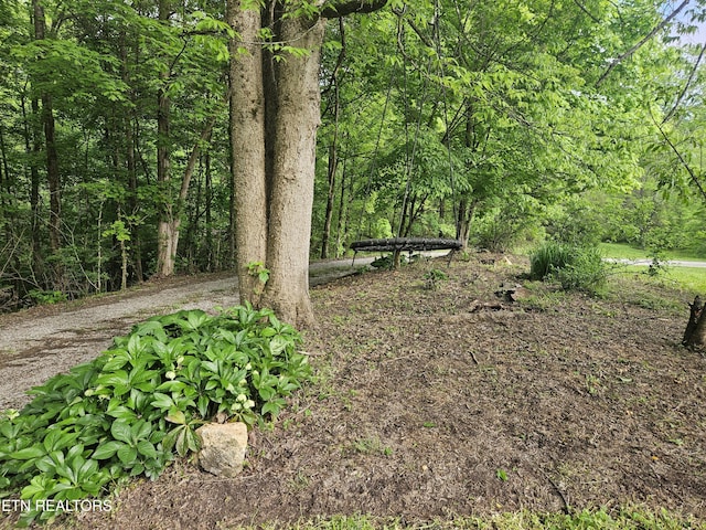 view of yard featuring a forest view